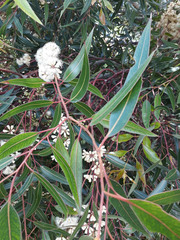 Eucalyptus cladocalyx