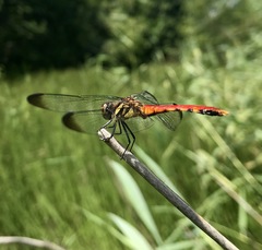 Sympetrum risi risi