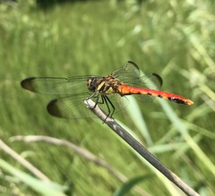 Sympetrum risi risi