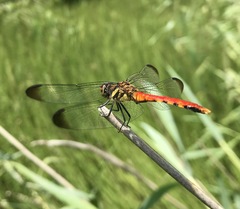 Sympetrum risi risi