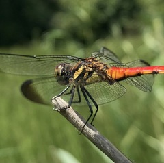Sympetrum risi risi