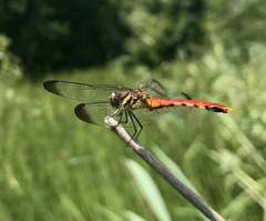 Sympetrum risi risi