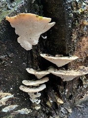 Trametes gibbosa