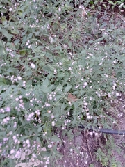 Fleischmannia imitans