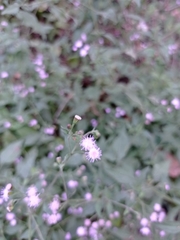 Fleischmannia imitans