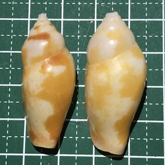 Terestrombus fragilis