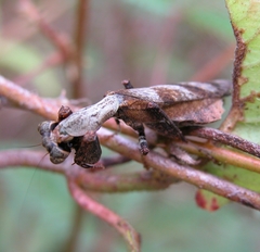Raptrix
