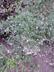 Fleischmannia imitans