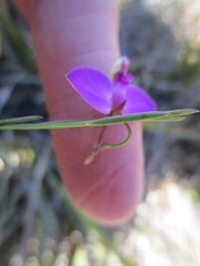 Polygala refracta