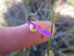 Polygala refracta