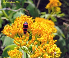 Acmaeodera trizonalis