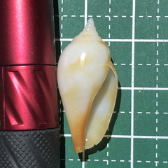 Terestrombus fragilis