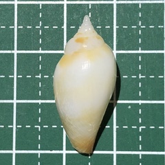 Terestrombus fragilis