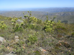 Leucadendron loeriense
