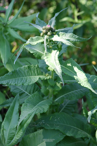 Cirsium helenioides