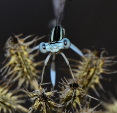 Platycnemis dealbata