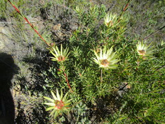 Leucadendron loeriense
