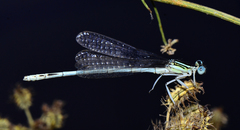 Platycnemis dealbata