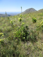 Leucadendron loeriense