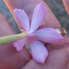 Dianthus thunbergii