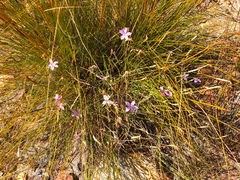 Dianthus thunbergii
