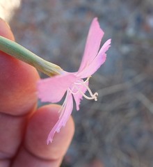 Dianthus thunbergii