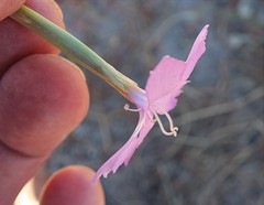 Dianthus thunbergii