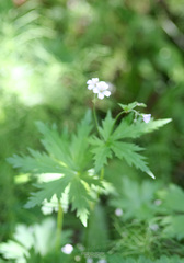 Geranium krylovii