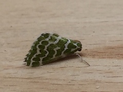 Argyrographa moderata