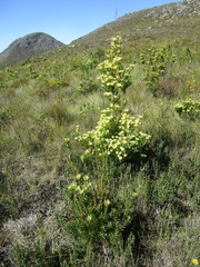 Leucadendron loeriense