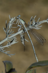 Platycnemis dealbata