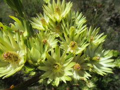 Leucadendron loeriense