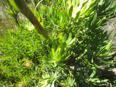 Leucadendron loeriense
