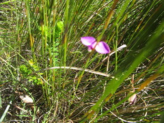 Polygala refracta