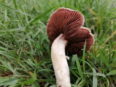 Fungi