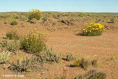 Grindelia chiloensis