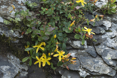 Hypericum nummularioides