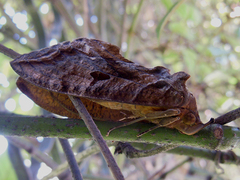 Eudocima serpentifera