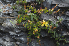 Hypericum nummularioides