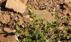 Chascanum cuneifolium