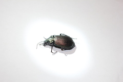 Calosoma retusum