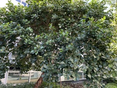 Ficus triangularis