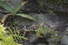 Nonea intermedia