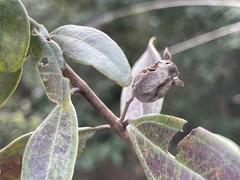Rhodomyrtus tomentosa