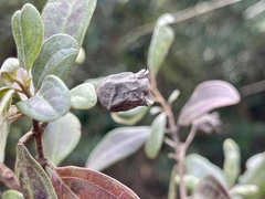 Rhodomyrtus tomentosa