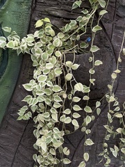 Peperomia nitida