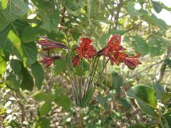 Alstroemeria gardneri
