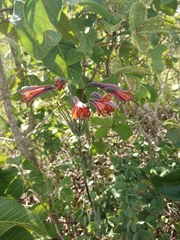 Alstroemeria gardneri