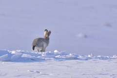 Lepus tolai