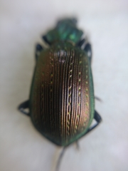 Calosoma retusum